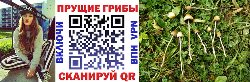 Галлюциногенные грибы мицелий  Купить  Амурск 